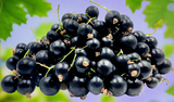 Cluster of ripe black currants with stems attached.